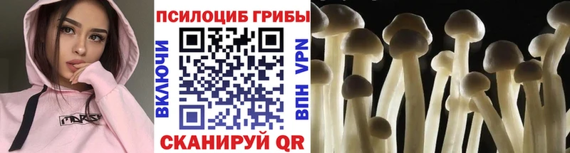 дарнет шоп  Рыбинск  Псилоцибиновые грибы MAGIC MUSHROOMS 